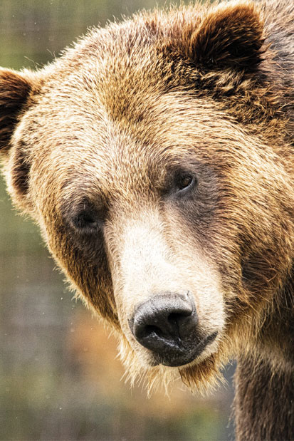 Home Back Country Basics